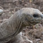  Tortise, Galapagos 2012 